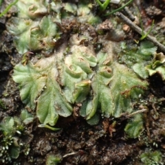 Riccia papulosa (A liverwort) at Black Mountain - 15 Aug 2020 by RWPurdie