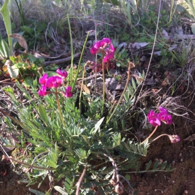 Swainsona sericea (Silky Swainson-Pea) at Holt, ACT - 25 Aug 2020 by SarahE