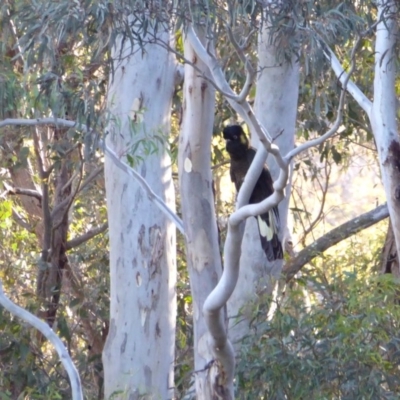 Zanda funerea (Yellow-tailed Black-Cockatoo) at Yass River, NSW - 25 Aug 2020 by SenexRugosus
