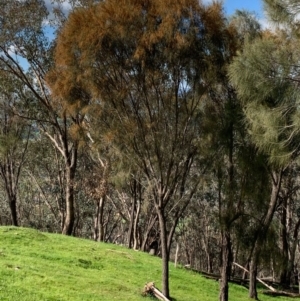 Allocasuarina verticillata at Springdale Heights, NSW - 25 Aug 2020