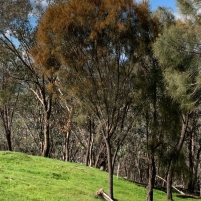 Allocasuarina verticillata (Drooping Sheoak) at Albury - 24 Aug 2020 by PaulF