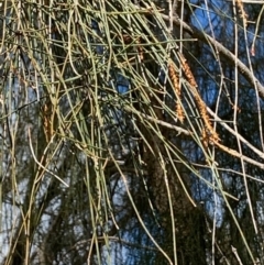 Allocasuarina verticillata at Springdale Heights, NSW - 25 Aug 2020