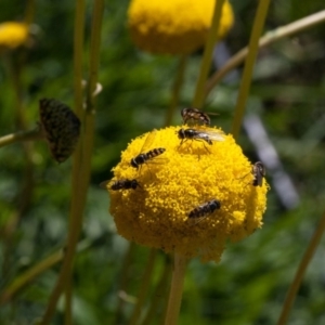 Syrphidae (family) at Murrumbateman, NSW - 25 Aug 2020