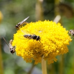 Syrphidae (family) at Murrumbateman, NSW - 25 Aug 2020