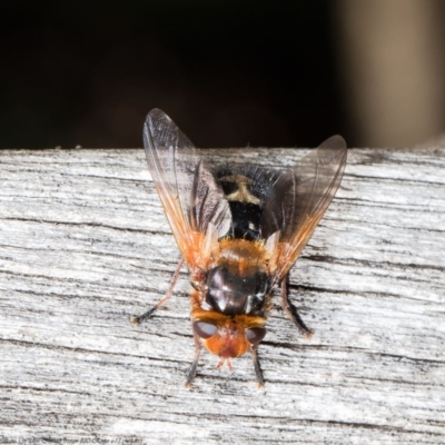 Microtropesa sp. (genus) (Tachinid fly) at ANBG - 25 Aug 2020 by Roger