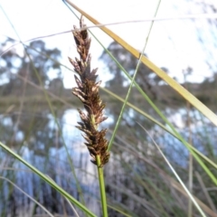 Carex appressa (Tall Sedge) at Yass River, NSW - 25 Aug 2020 by SenexRugosus