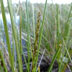 Carex appressa at Yass River, NSW - 25 Aug 2020
