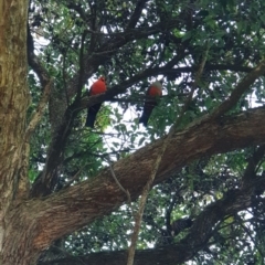 Alisterus scapularis (Australian King-Parrot) at Albury - 24 Aug 2020 by ClaireSee