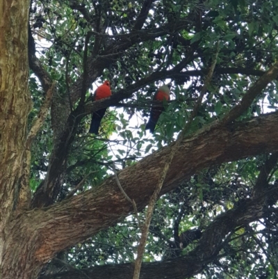Alisterus scapularis (Australian King-Parrot) at Albury - 24 Aug 2020 by ClaireSee