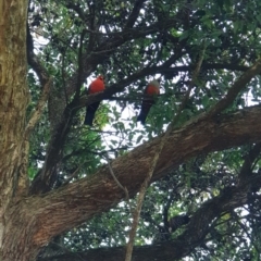Alisterus scapularis (Australian King-Parrot) at Albury, NSW - 24 Aug 2020 by ClaireSee