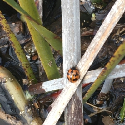 Coccinella transversalis (Transverse Ladybird) at Wollogorang, NSW - 25 Aug 2020 by JaneR