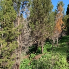 Callitris endlicheri (Black Cypress Pine) at Albury - 24 Aug 2020 by PaulF