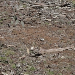 Stizoptera bichenovii (Double-barred Finch) at O'Connor Ridge to Gungahlin Grasslands - 25 Aug 2020 by ConBoekel