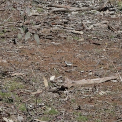 Stizoptera bichenovii (Double-barred Finch) at Lyneham Ridge - 25 Aug 2020 by ConBoekel