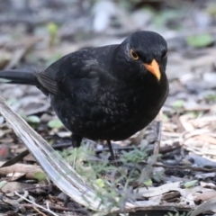 Turdus merula (Eurasian Blackbird) at Acton, ACT - 25 Aug 2020 by jb2602