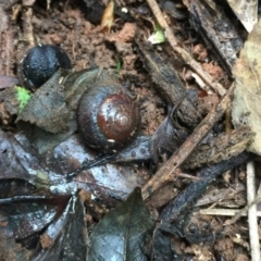 Sauroconcha gulosa (Illawarra Forest Snail) at Wattamolla, NSW - 14 Aug 2020 by Megan123