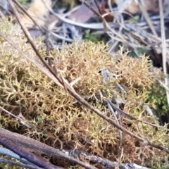 Cladia aggregata (A lichen) at Bruce, ACT - 25 Aug 2020 by tpreston
