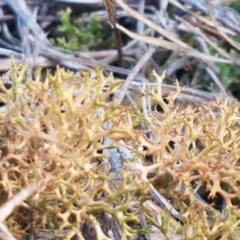 Cladia aggregata at Bruce, ACT - 26 Aug 2020