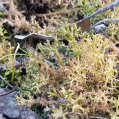 Cladia aggregata at Bruce, ACT - 26 Aug 2020