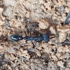 Myrmecia pyriformis (A Bull ant) at Bruce Ridge - 25 Aug 2020 by trevorpreston