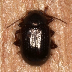 Rhyparida halticoides (Leaf beetle) at Majura, ACT - 24 Aug 2020 by jb2602