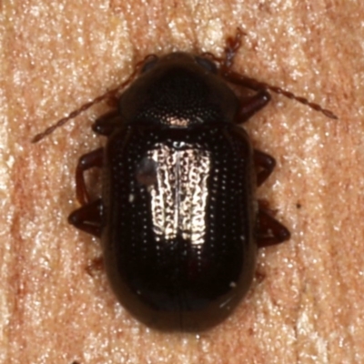 Rhyparida halticoides (Leaf beetle) at Majura, ACT - 24 Aug 2020 by jb2602