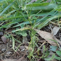 Spergularia rubra (Sandspurrey) at Cook, ACT - 10 Jun 2020 by CathB