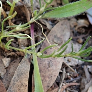 Spergularia rubra at Cook, ACT - 10 Jun 2020