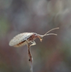 Micromus tasmaniae (Tasmanian Brown Lacewing) at Mount Painter - 23 Jul 2020 by CathB