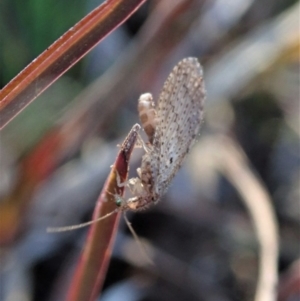 Micromus tasmaniae at Cook, ACT - 23 Jul 2020