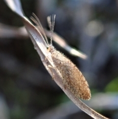 Micromus tasmaniae at Cook, ACT - 23 Jul 2020