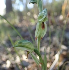 Bunochilus umbrinus (ACT) = Pterostylis umbrina (NSW) (Broad-sepaled Leafy Greenhood) at Aranda, ACT by CathB