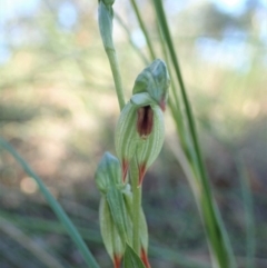 Bunochilus umbrinus (ACT) = Pterostylis umbrina (NSW) at suppressed - 11 Aug 2020