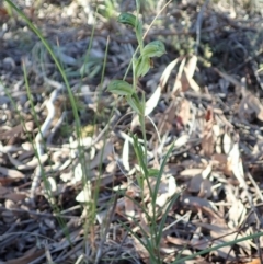 Bunochilus umbrinus at suppressed - 11 Aug 2020