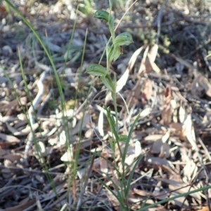 Bunochilus umbrinus (ACT) = Pterostylis umbrina (NSW) at suppressed - 11 Aug 2020