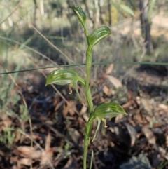 Bunochilus umbrinus (ACT) = Pterostylis umbrina (NSW) at suppressed - 11 Aug 2020