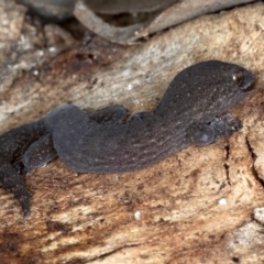 Christinus marmoratus (Southern Marbled Gecko) at Majura, ACT - 24 Aug 2020 by jb2602