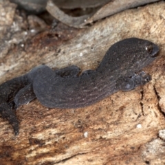 Christinus marmoratus (Southern Marbled Gecko) at Majura, ACT - 24 Aug 2020 by jbromilow50