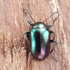 Chalcopteroides columbinus (Rainbow darkling beetle) at Sullivans Creek, Lyneham South - 25 Aug 2020 by trevorpreston