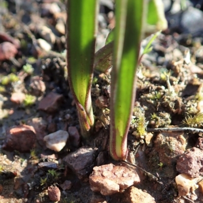 Thelymitra nuda (Scented Sun Orchid) at Cook, ACT - 13 Aug 2020 by CathB