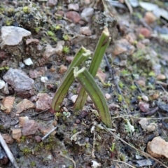 Thelymitra nuda at Cook, ACT - 13 Aug 2020