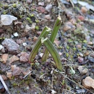 Thelymitra nuda at Cook, ACT - suppressed