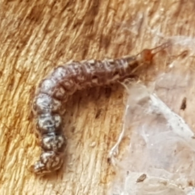 Unidentified Insect at Sullivans Creek, Lyneham South - 25 Aug 2020 by trevorpreston