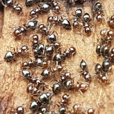 Crematogaster sp. (genus) (Acrobat ant, Cocktail ant) at Sullivans Creek, O'Connor - 25 Aug 2020 by trevorpreston