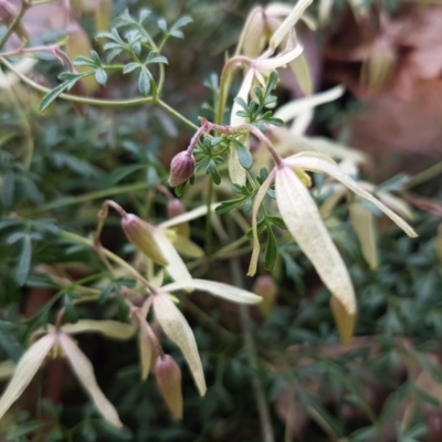 Clematis leptophylla (Small-leaf Clematis, Old Man's Beard) at O'Connor, ACT - 26 Aug 2020 by trevorpreston