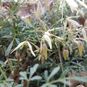 Clematis leptophylla at O'Connor, ACT - 26 Aug 2020