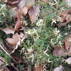 Clematis leptophylla at O'Connor, ACT - 26 Aug 2020