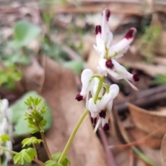 Fumaria capreolata (White Fumitory) at O'Connor, ACT - 26 Aug 2020 by trevorpreston