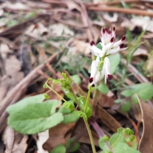 Fumaria capreolata at O'Connor, ACT - 26 Aug 2020