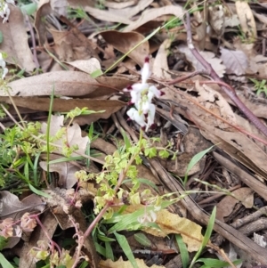 Fumaria capreolata at O'Connor, ACT - 26 Aug 2020